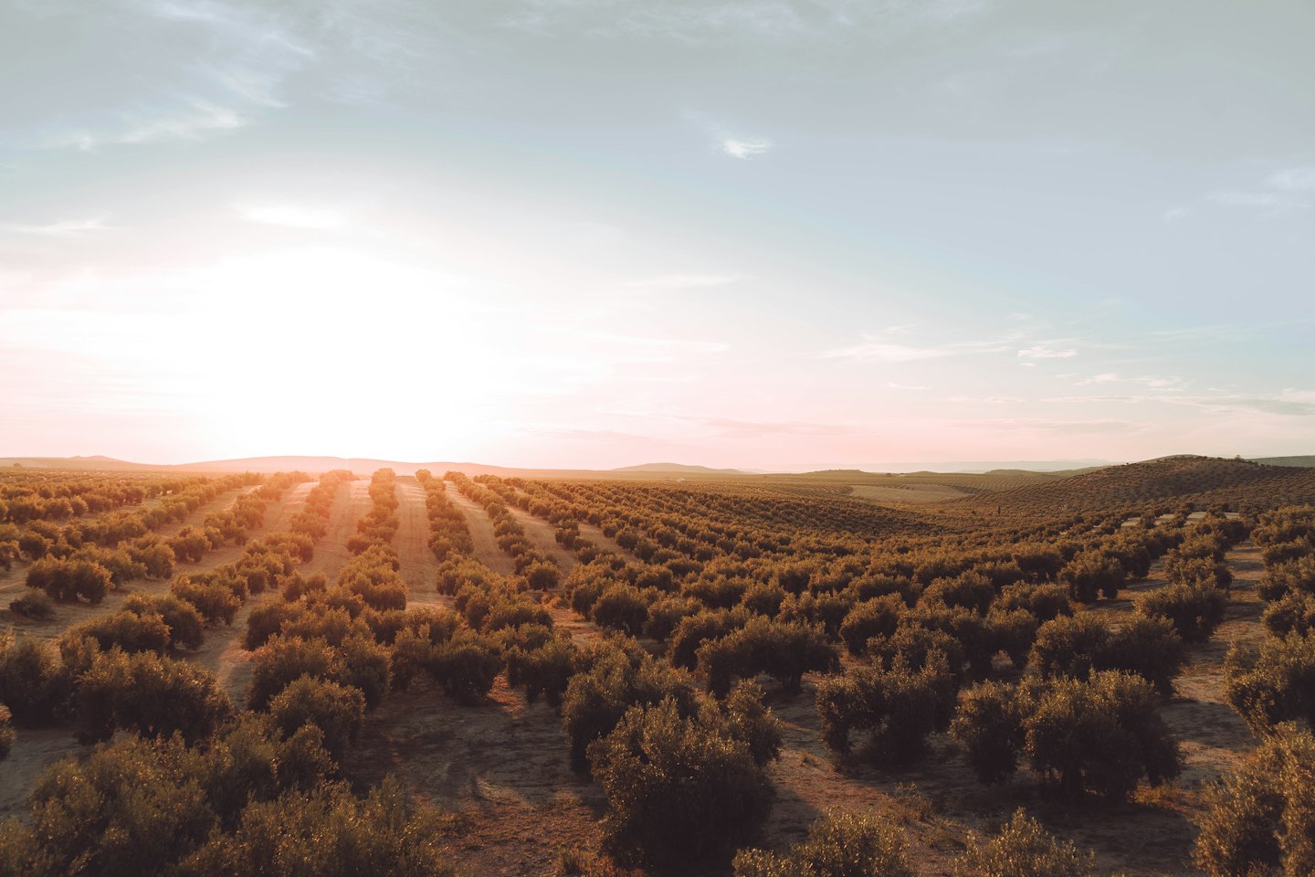 Ulivi si estendono su dolci colline al tramonto.