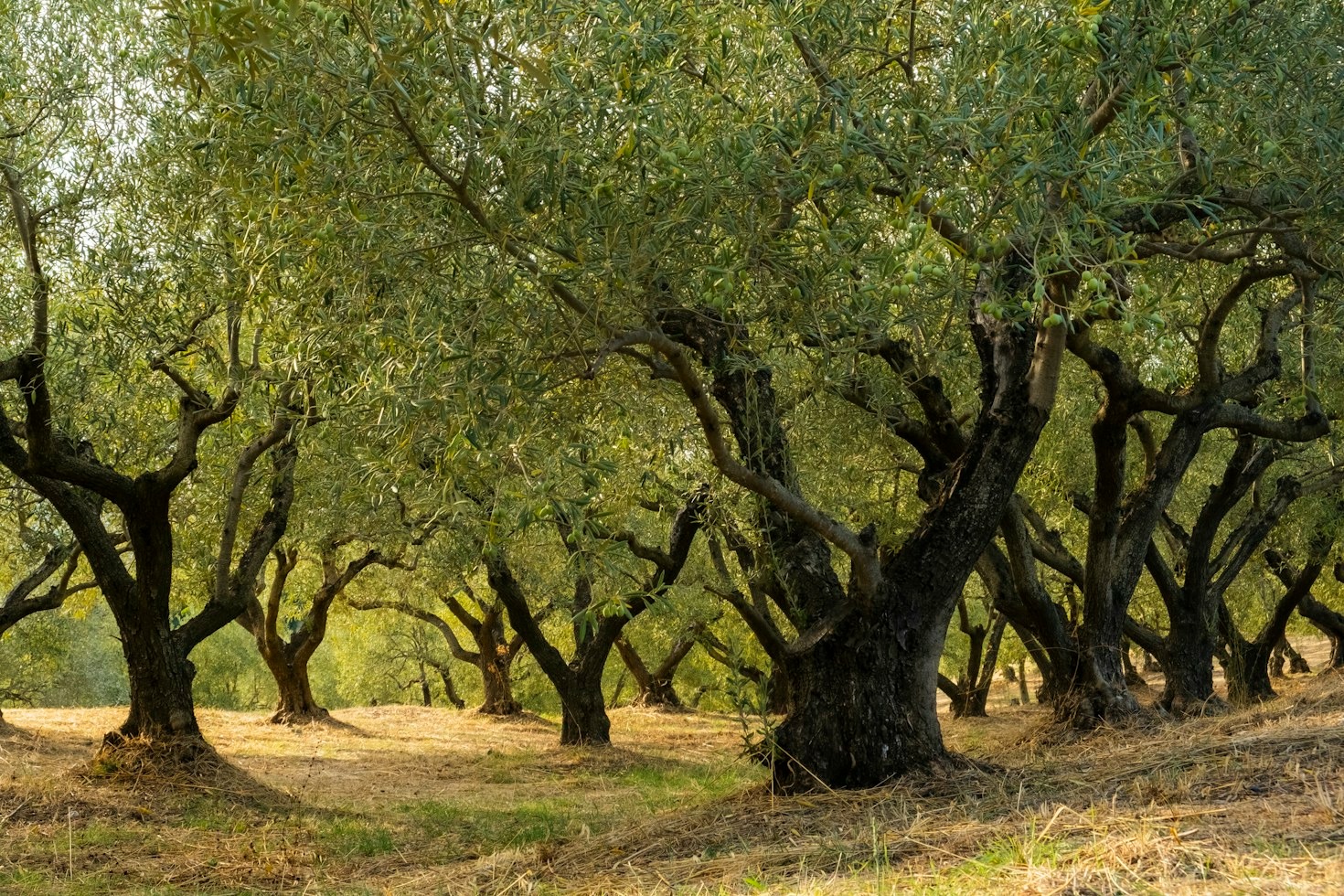 Investire in Puglia: guida completa all’acquisto di dimore storiche